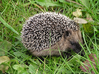 Image showing hedgehog in the grass