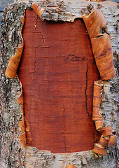 Image showing bark of a birch tree