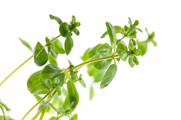 Image showing Fresh leafs of thyme herbs on a white background 