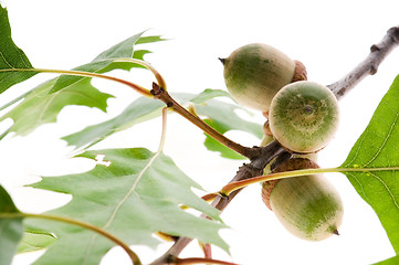 Image showing Oak Branch with Acorns isolated on white 