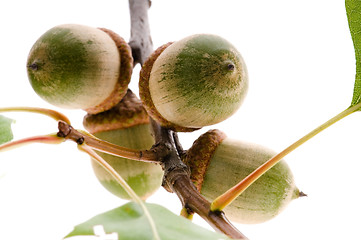 Image showing Oak Branch with Acorns isolated on white 