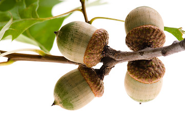 Image showing Oak Branch with Acorns isolated on white 