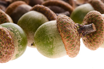 Image showing Acorns isolated on white 