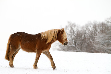 Image showing Horse in snow