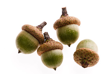 Image showing Acorns isolated on white 