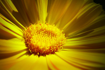 Image showing flower of the sun