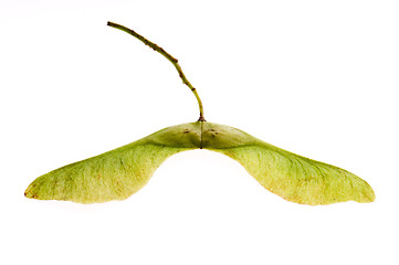 Image showing sycamore seeds on white background 