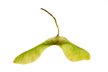 Image showing sycamore seeds on white background 