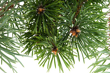 Image showing pine branch isolated on the white background
