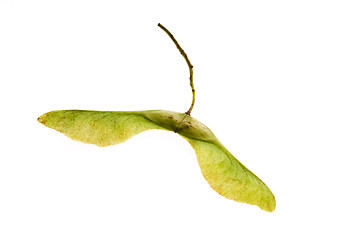 Image showing sycamore seeds on white background 