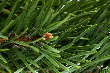 Image showing pine branch isolated on the white background