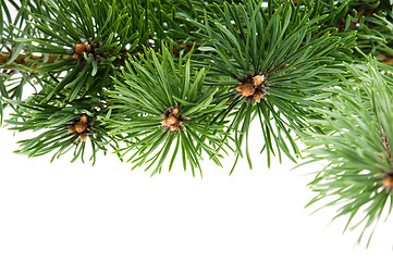 Image showing pine branch isolated on the white background