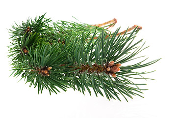 Image showing pine branch isolated on the white background