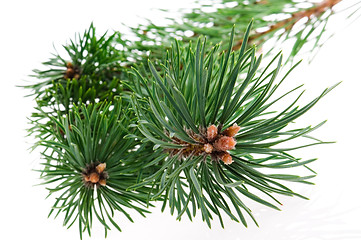 Image showing pine branch isolated on the white background