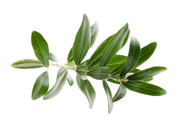 Image showing Olive branch isolated on the white