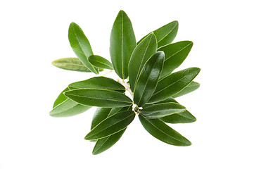 Image showing Olive branch isolated on the white