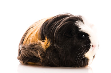 Image showing guinea pig isolated on the white background. coronet