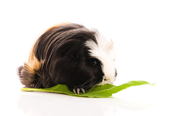 Image showing guinea pig isolated on the white background. coronet