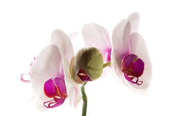 Image showing White orchid on white