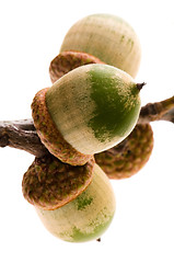 Image showing Oak Branch with Acorns isolated on white 