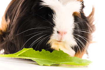 Image showing guinea pig isolated on the white background. coronet