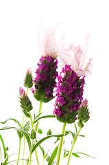 Image showing lavender flower on the white background