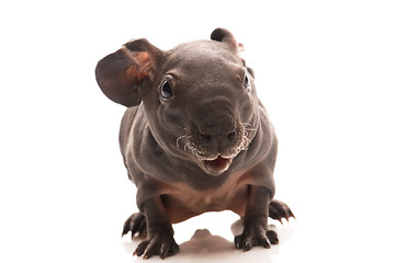 Image showing skinny guinea pig