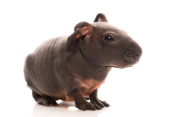 Image showing skinny guinea pig