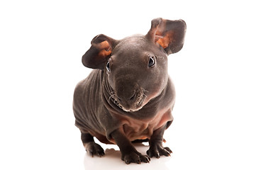 Image showing skinny guinea pig