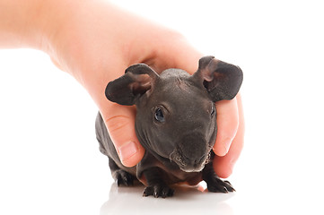 Image showing skinny guinea pig