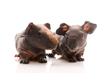 Image showing skinny guinea pigs