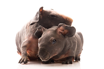 Image showing skinny guinea pigs