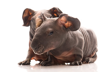 Image showing skinny guinea pigs