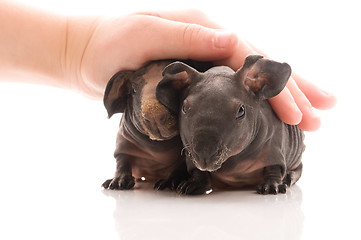 Image showing skinny guinea pigs