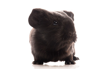 Image showing guinea pig isolated on the white background