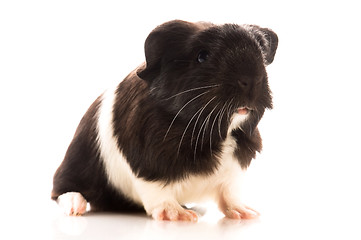 Image showing guinea pig isolated on the white background. coronet