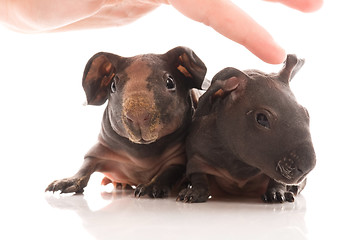 Image showing skinny guinea pigs