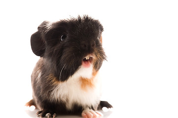 Image showing baby guinea pig isolated on the white