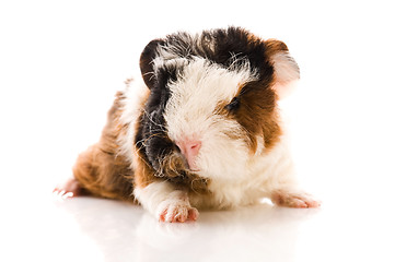 Image showing baby guinea pig isolated on the white