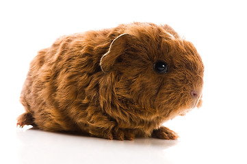 Image showing baby guinea pig isolated on the white