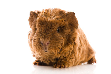 Image showing baby guinea pig isolated on the white