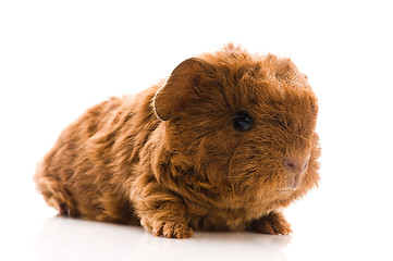 Image showing baby guinea pig isolated on the white