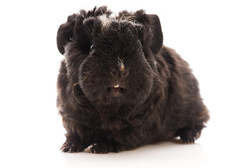 Image showing baby guinea pig isolated on the white