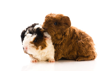 Image showing baby guinea pigs isolated on the white