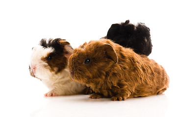 Image showing baby guinea pigs isolated on the white