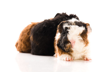 Image showing baby guinea pigs isolated on the white