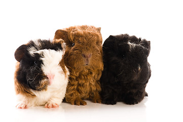 Image showing baby guinea pigs isolated on the white