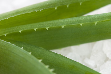 Image showing aloe vera