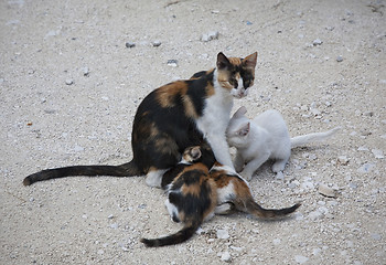 Image showing Mother cat with kittens