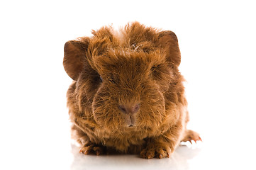 Image showing baby guinea pig 